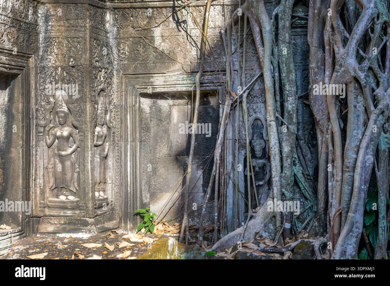 Nahaufnahme der Wurzeln des Seidenbaumbaums (oder Kapokbaums), die auf den Ruinen des berühmten Tempels Ta Prohm in Angkor, Siem Ream, Kambodscha wachsen Stockfoto
