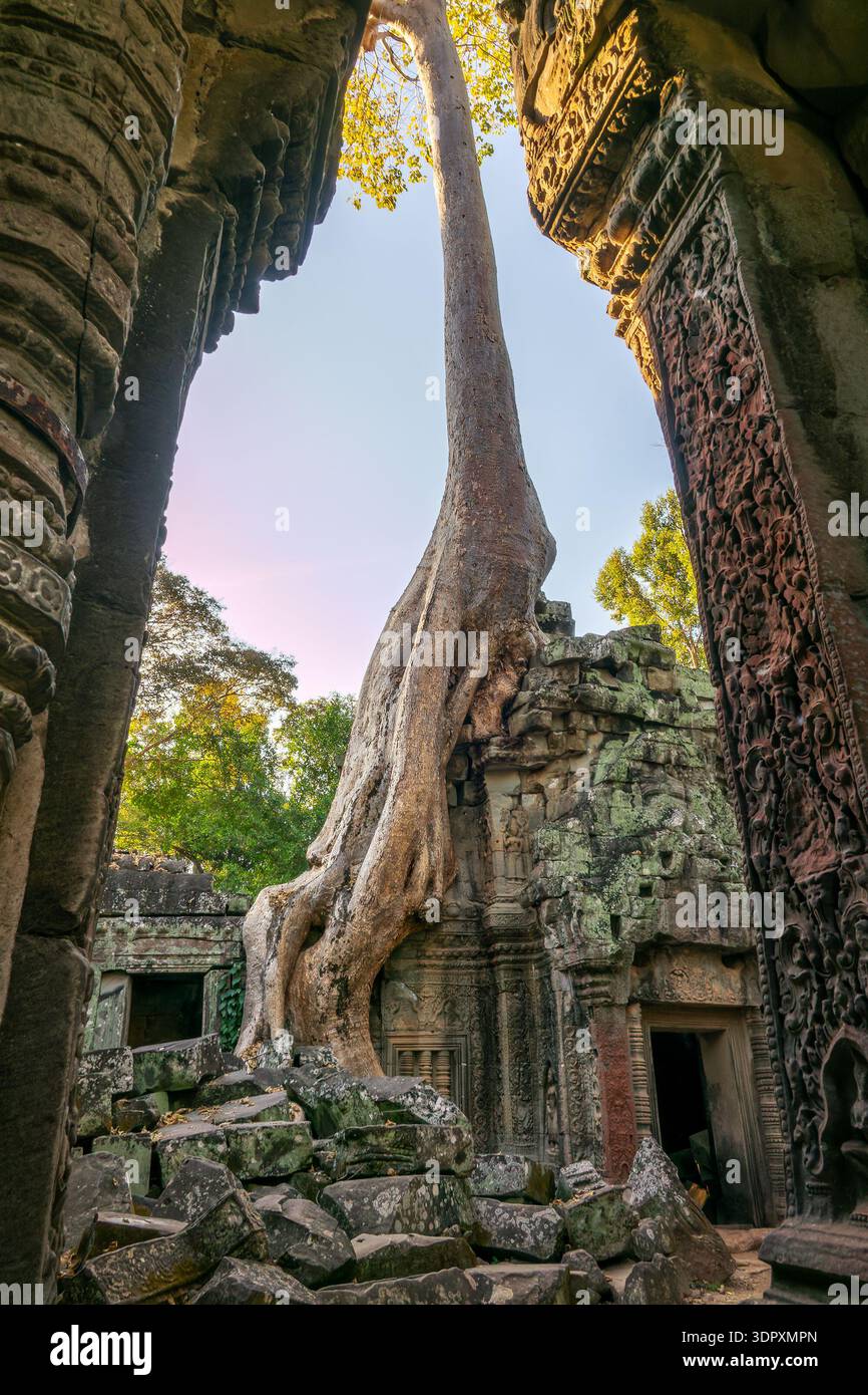 Berühmter Ta Prohm Tempel in Angkor mit Wurzeln aus Seidenbaumwolle (oder Kapok-Baum), die auf den Ruinen in Siem Ream, Kambodscha wachsen Stockfoto