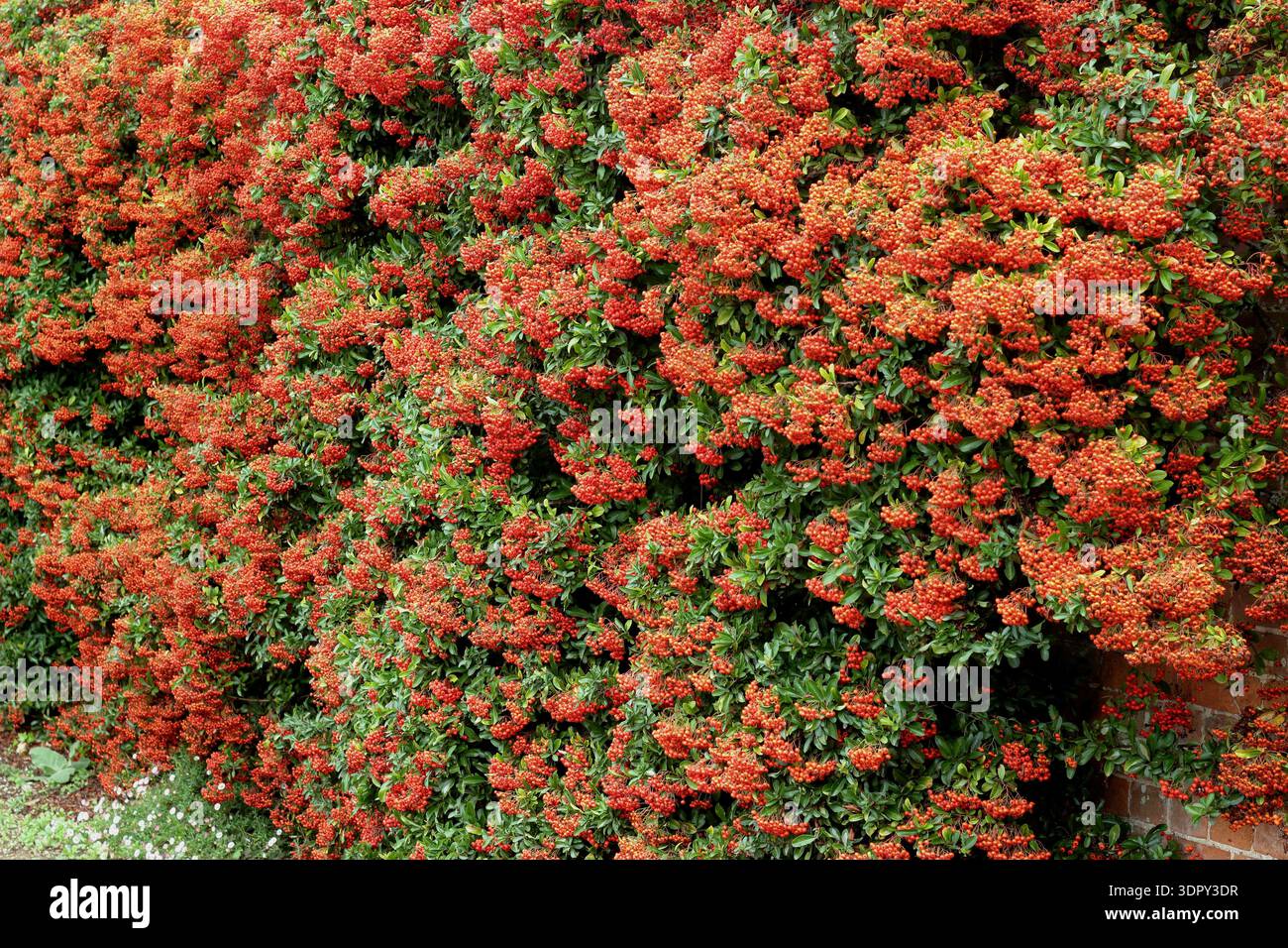 Pyracantha „Orange Glow“ Pyracantha-Hecke. Massen orangener feuerdornbeeren im Herbst. UK. Großer, dornblühender Sträucher Stockfoto