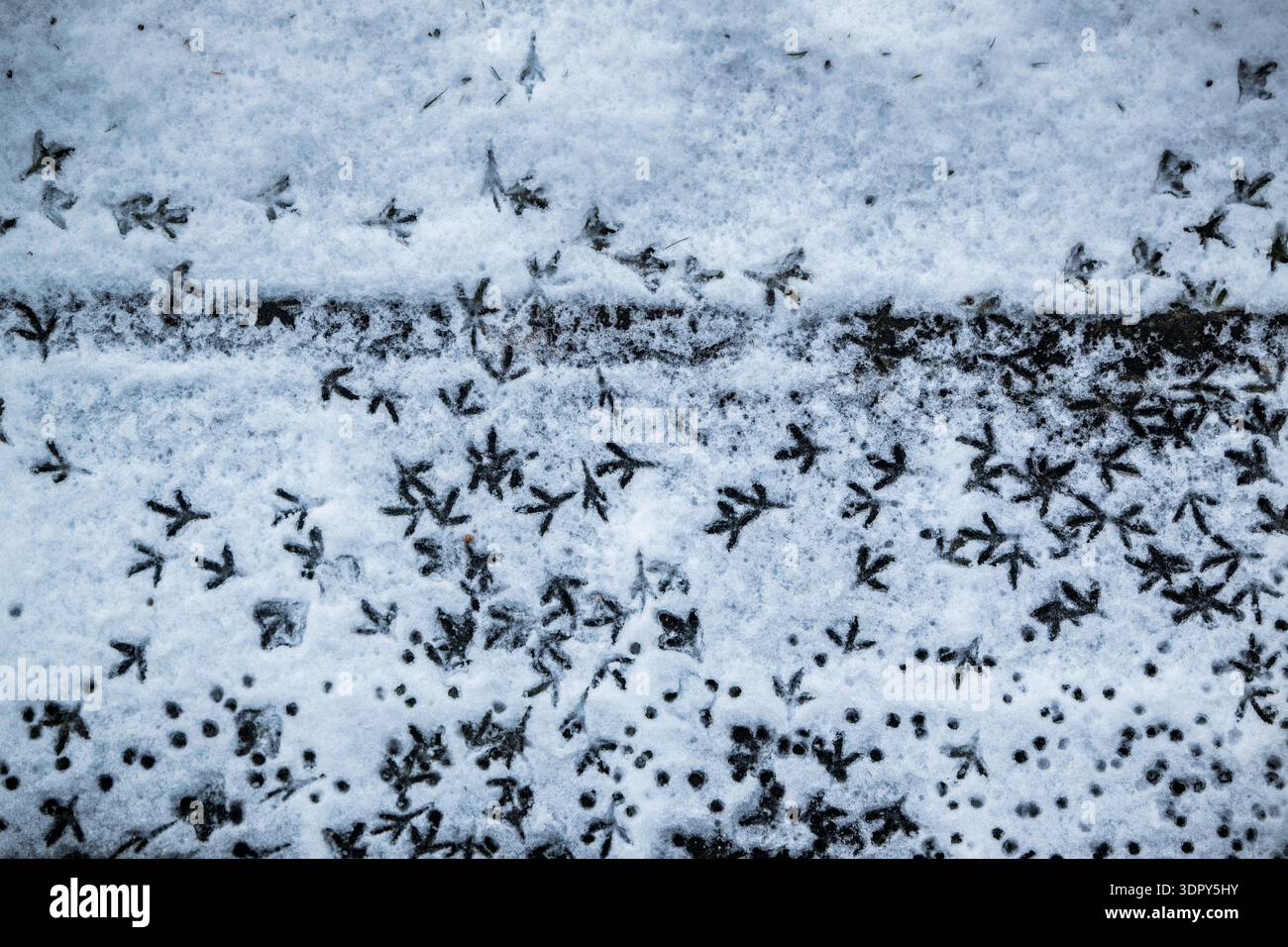 Vogel-Spuren im Schnee Stockfoto