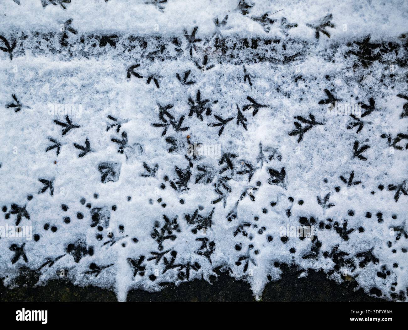 Vogel-Spuren im Schnee Stockfoto