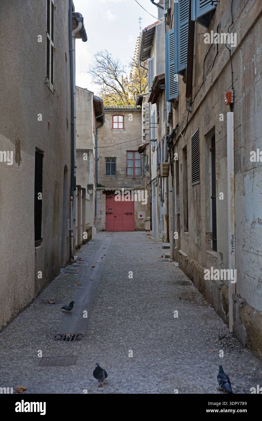 Enge historische Gasse mit Tauben und traditionellen Steinbauten, große rote Eingangstür in der Altstadt von Avignon, Provence-Alpes-Côte d’Azur, Frankreich. Stockfoto