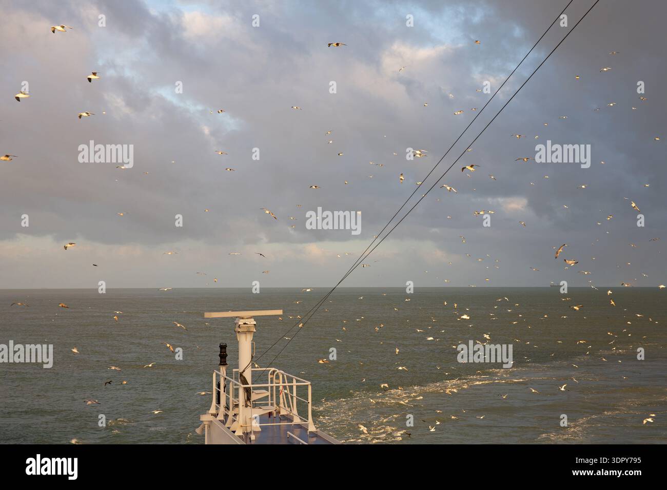 Möwen folgen einer Fähre über den Ärmelkanal auf der Strecke zwischen Calais, Frankreich und Dover, England. Stockfoto