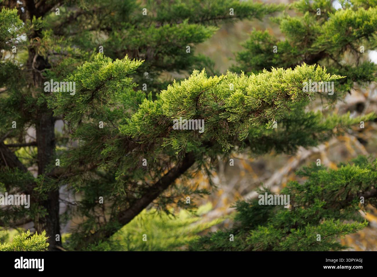 Nahaufnahme der Struktur und des Laubs einer Zypresse mit Sonnenlicht, das sanft auf die oberen Äste fällt, Alcoy, Spanien Stockfoto