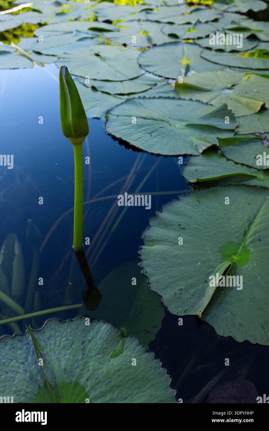 Ungeöffnete Seerosenknospe, die auf einem schlanken Stiel im ruhigen Süßwasser aufsteigt, umgeben von grünen Pads Stockfoto