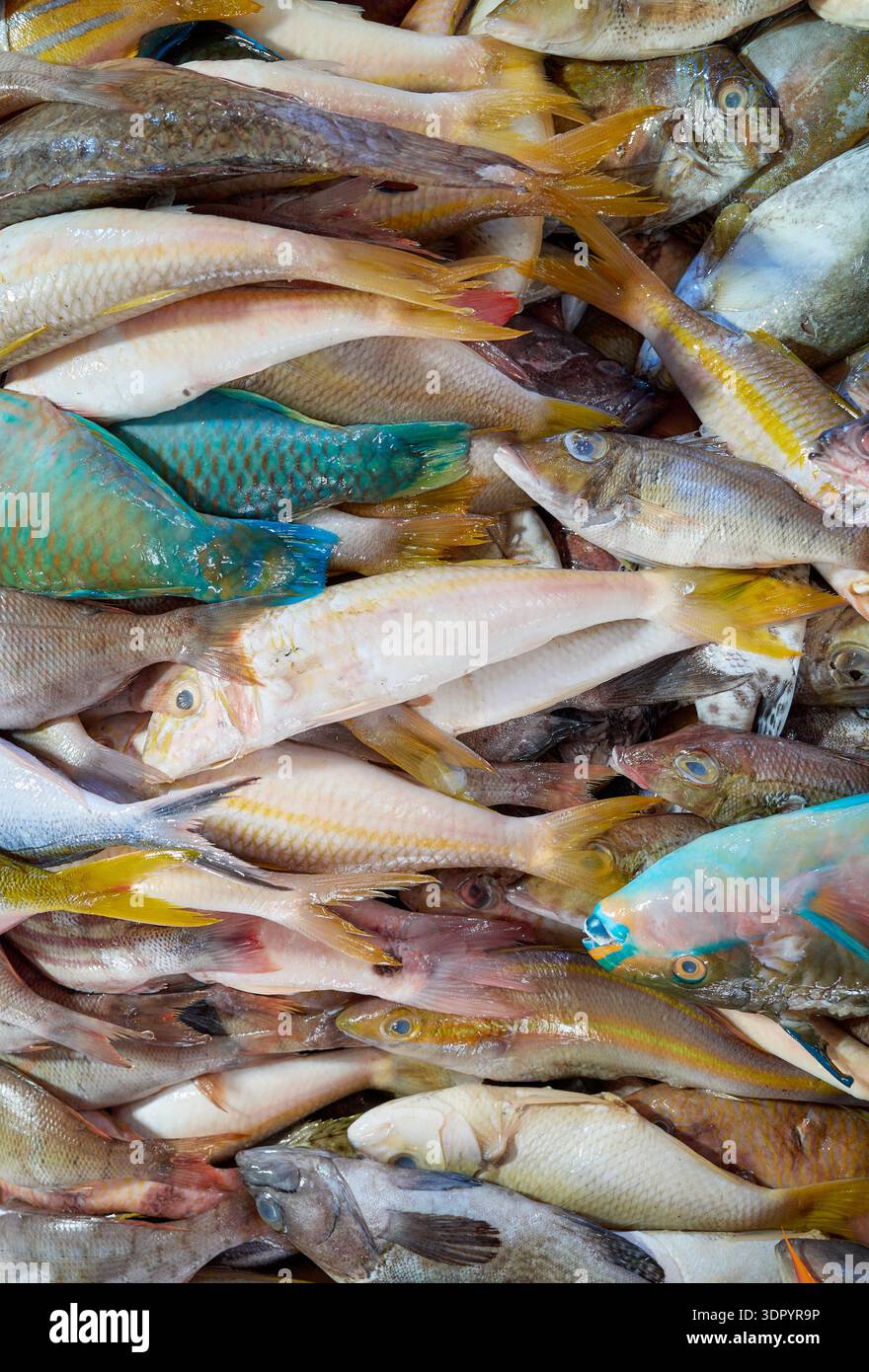 Frisch gefangener Meeresfisch auf einem Markt in Borneo, Malaysia. Stockfoto