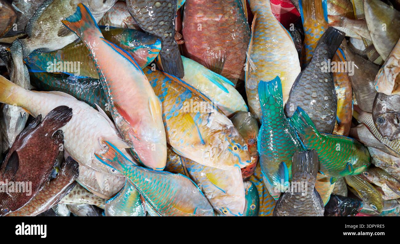 Frisch gefangener Meeresfisch auf einem Markt in Borneo, Malaysia. Stockfoto