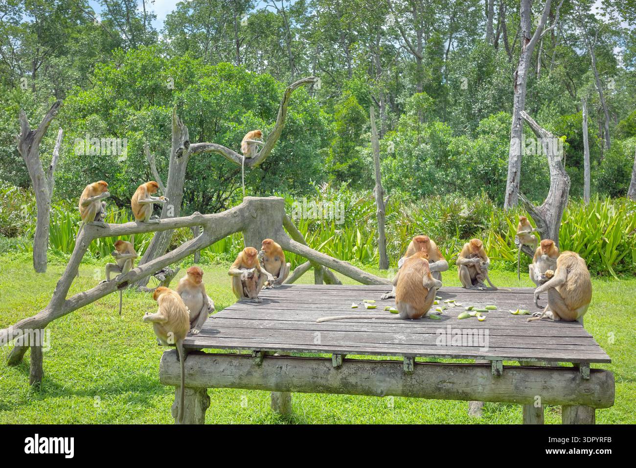 Proboscis Affen, endemische Arten auf der südostasiatischen Insel Borneo, Malaysia. Stockfoto