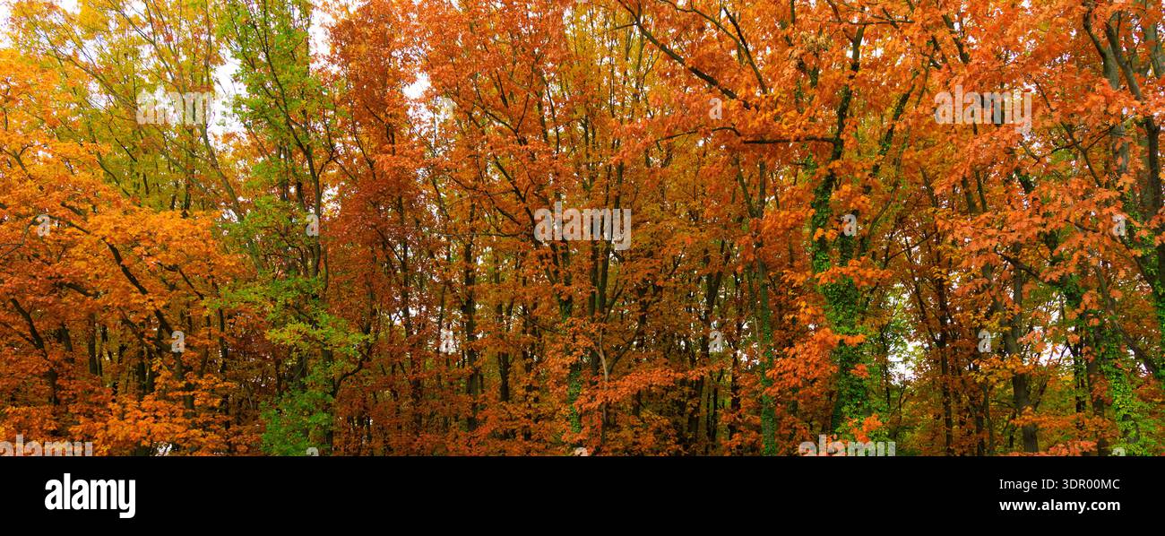 Eine dichte Waldszene, die den wunderschönen Übergang von Herbstlaub mit warmen Orange- und anhaltenden Grüntönen zeigt Stockfoto