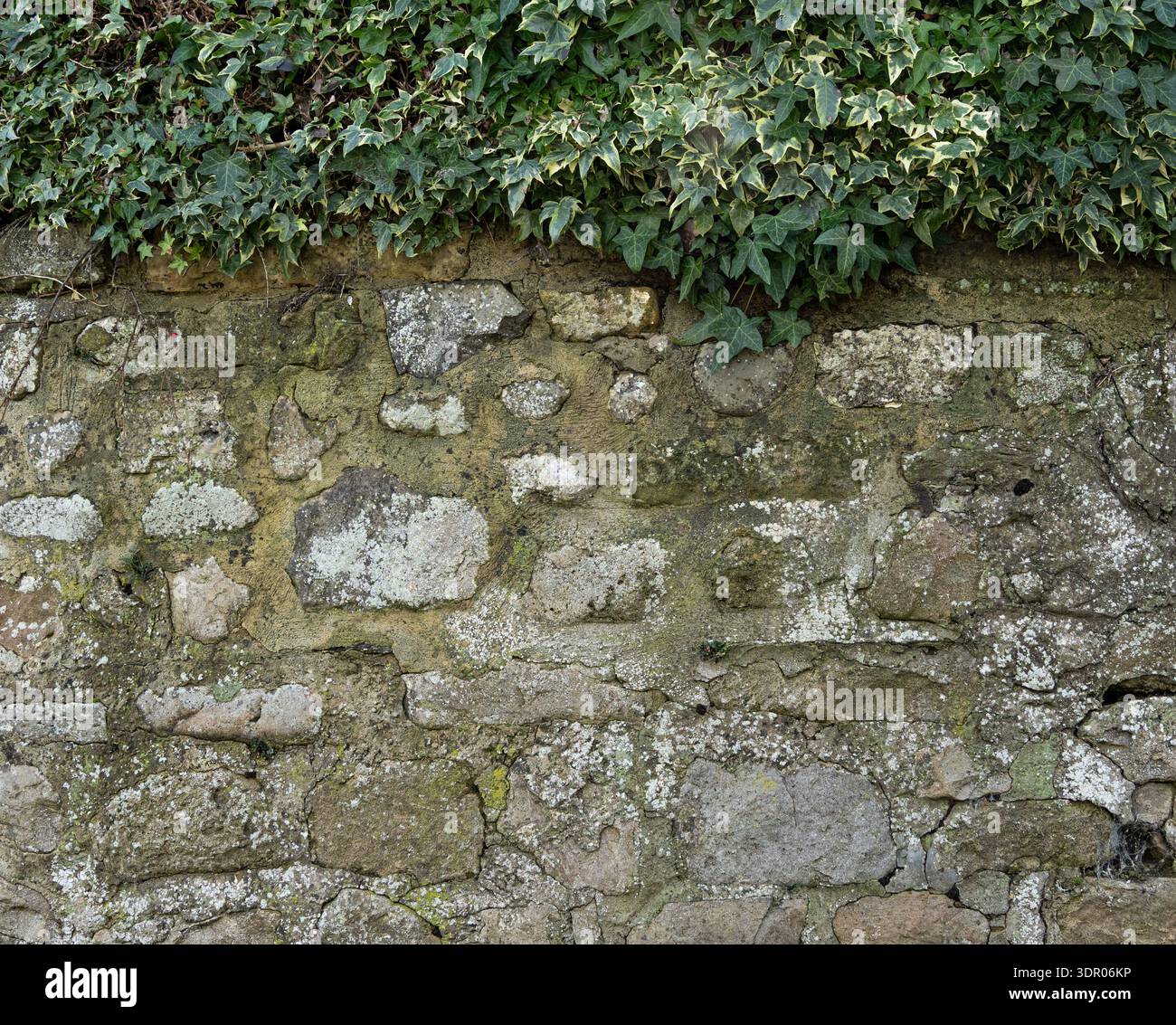 Traditionelles Mauerwerk im Hintergrund mit schleichenden Weinstöcken und biologischem Grün. Stockfoto