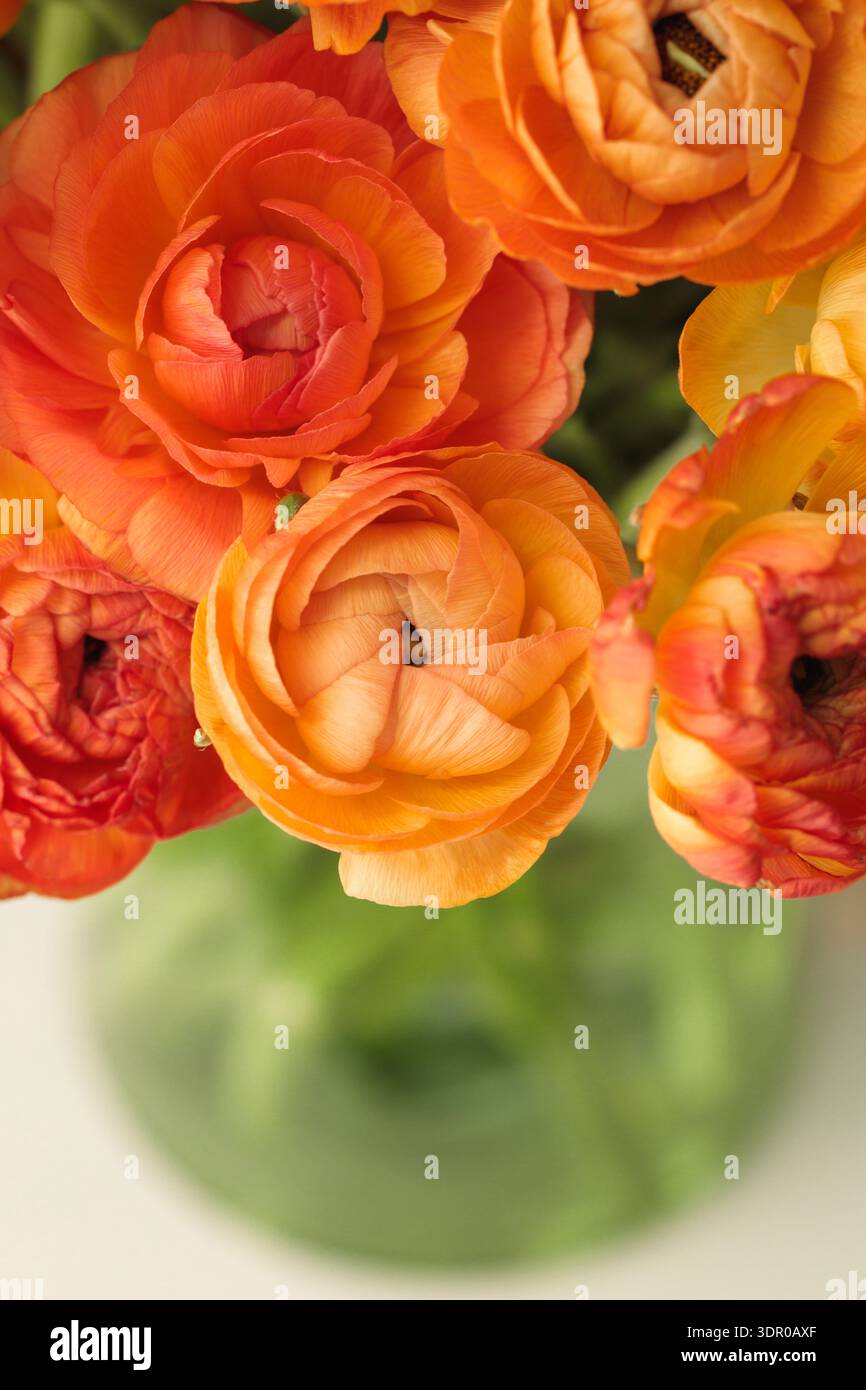 Eine künstlerische Nahaufnahme von orangenem Ranunkeln (Ranunculus asiaticus) mit geringer Schärfentiefe, die sanfte Blütenblätter und malerische Weichheit betont Stockfoto