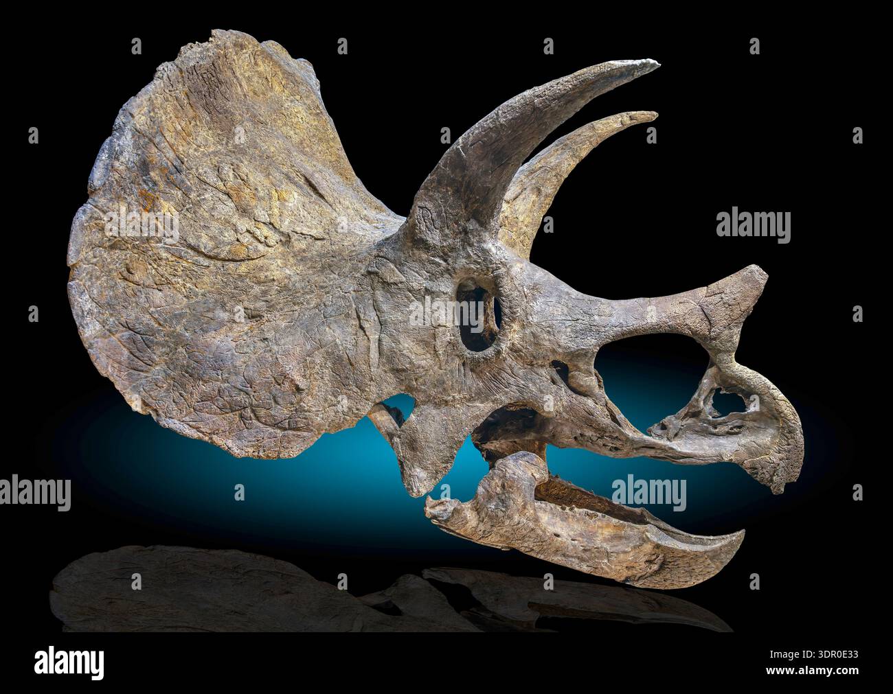 Massive Brauenhörner, ein solider Halsausschnitt und ein papageienartiger Schnabel kennzeichnen dieses Tier als Triceratops prorsus, Hell Creek, Montana, Kreidezeit Stockfoto