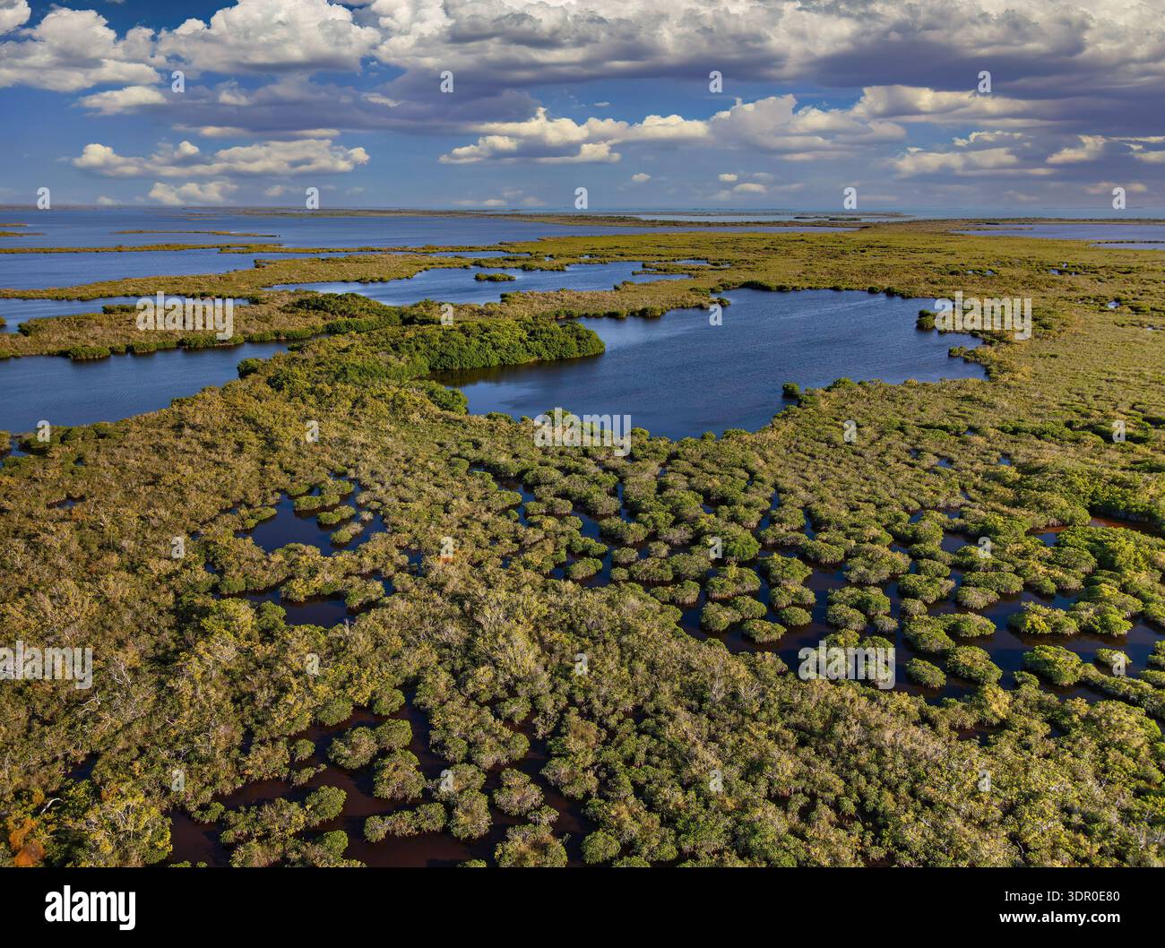 Die Küstenübergangszone der südlichen Everglades, wo Süßwasserblattströme auf den Einfluss der Gezeiten im Golf von Mexiko treffen. Stockfoto