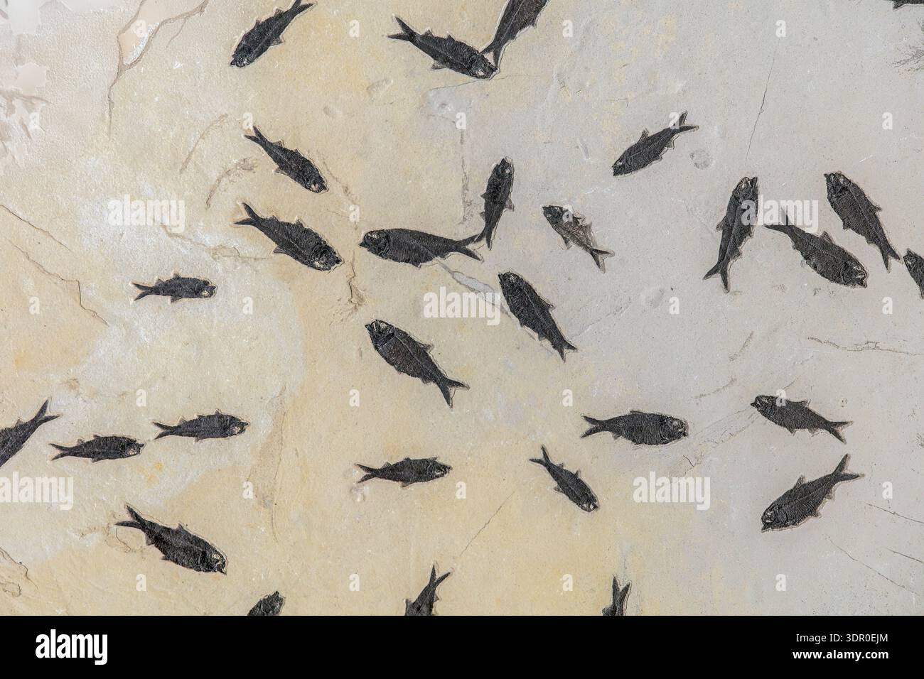 Kleine Schul-Fische liegen gestapelt und überlappend über fein laminiertem Seestein, eine Momentaufnahme des plötzlichen Aussterbens im frühen Eozän. Stockfoto