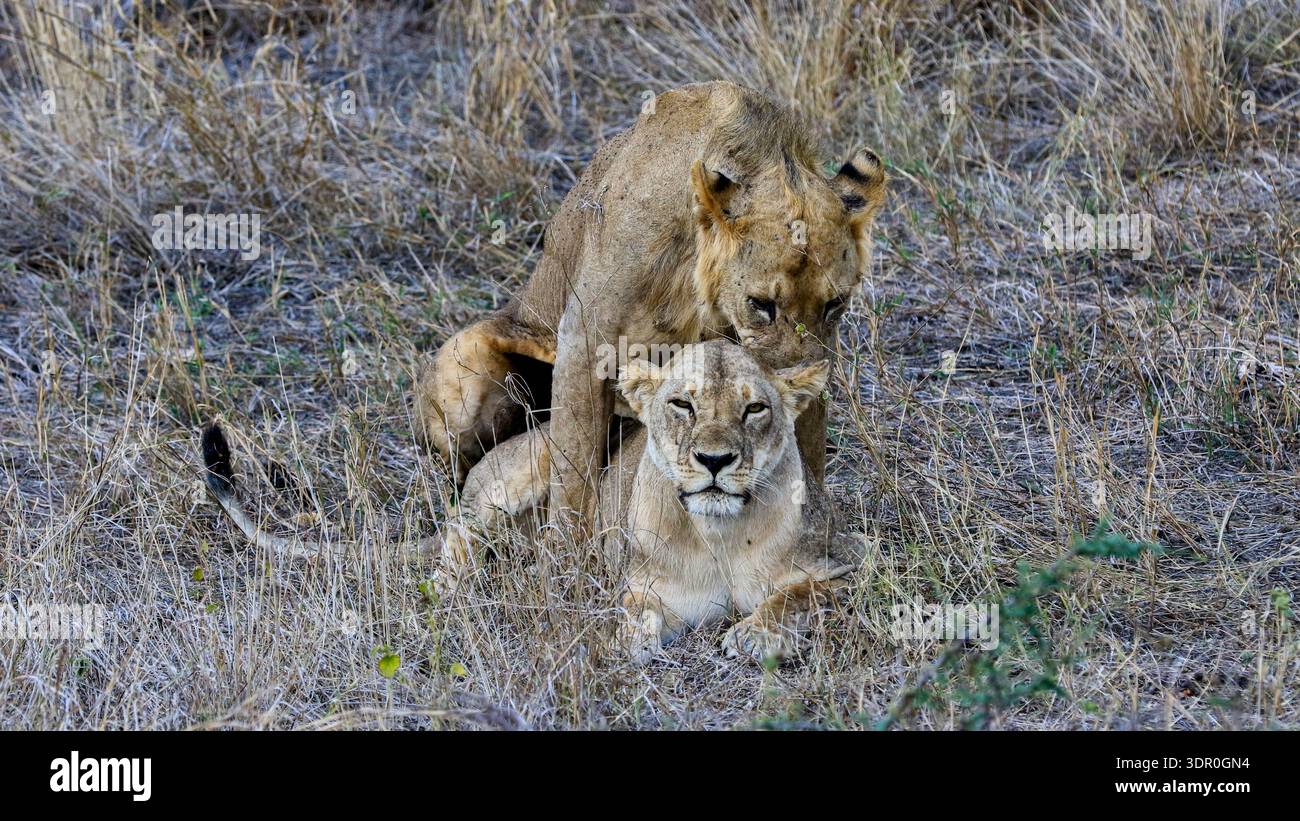 Zwei Löwen in einem natürlichen Savannenhabitat während eines Moments sozialen und reproduktiven Verhaltens. Stockfoto