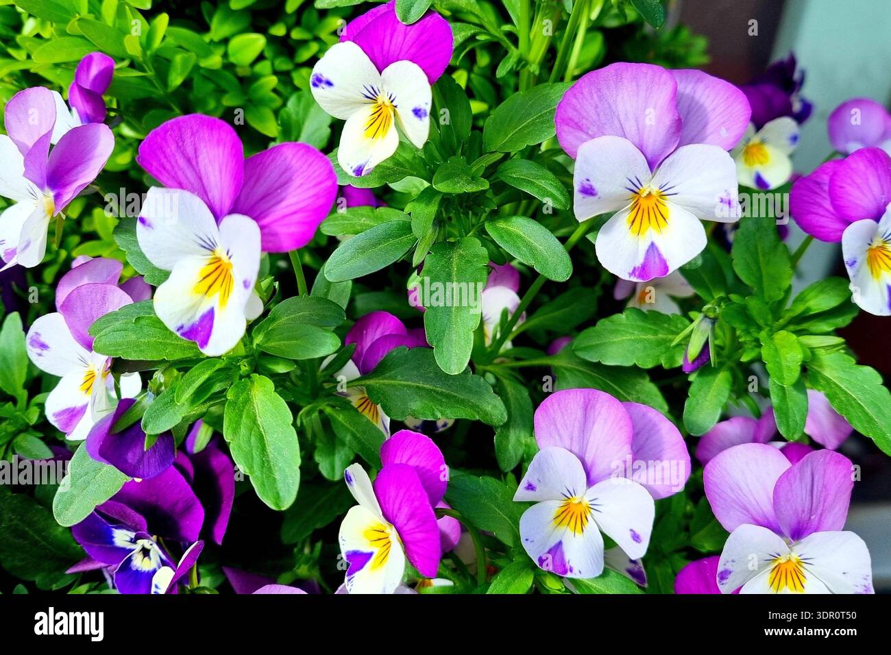 Heller floraler Hintergrund mit mehrfarbigen Stiefmütterchenblüten, einer der ältesten Kulturpflanzen, die jemals auf der Erde angebaut wurden Stockfoto
