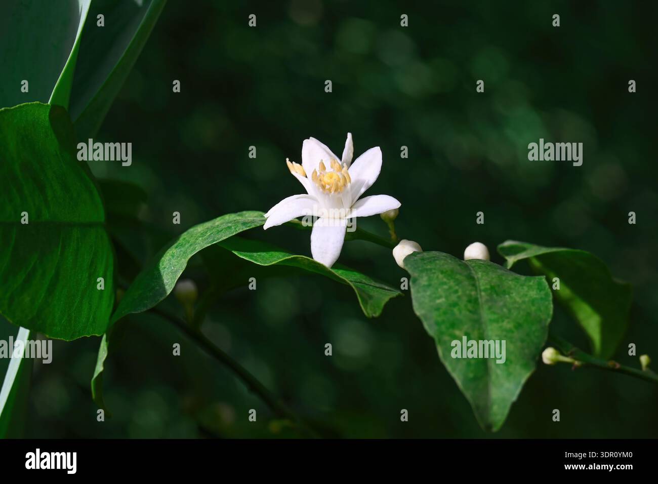 Duftende weiße Zitrusblüte Blüte mit gelben Staubblättern und grünen Blättern auf einem Baumzweig, die einen frischen Frühlingsnaturhintergrund für florales Design schaffen Stockfoto