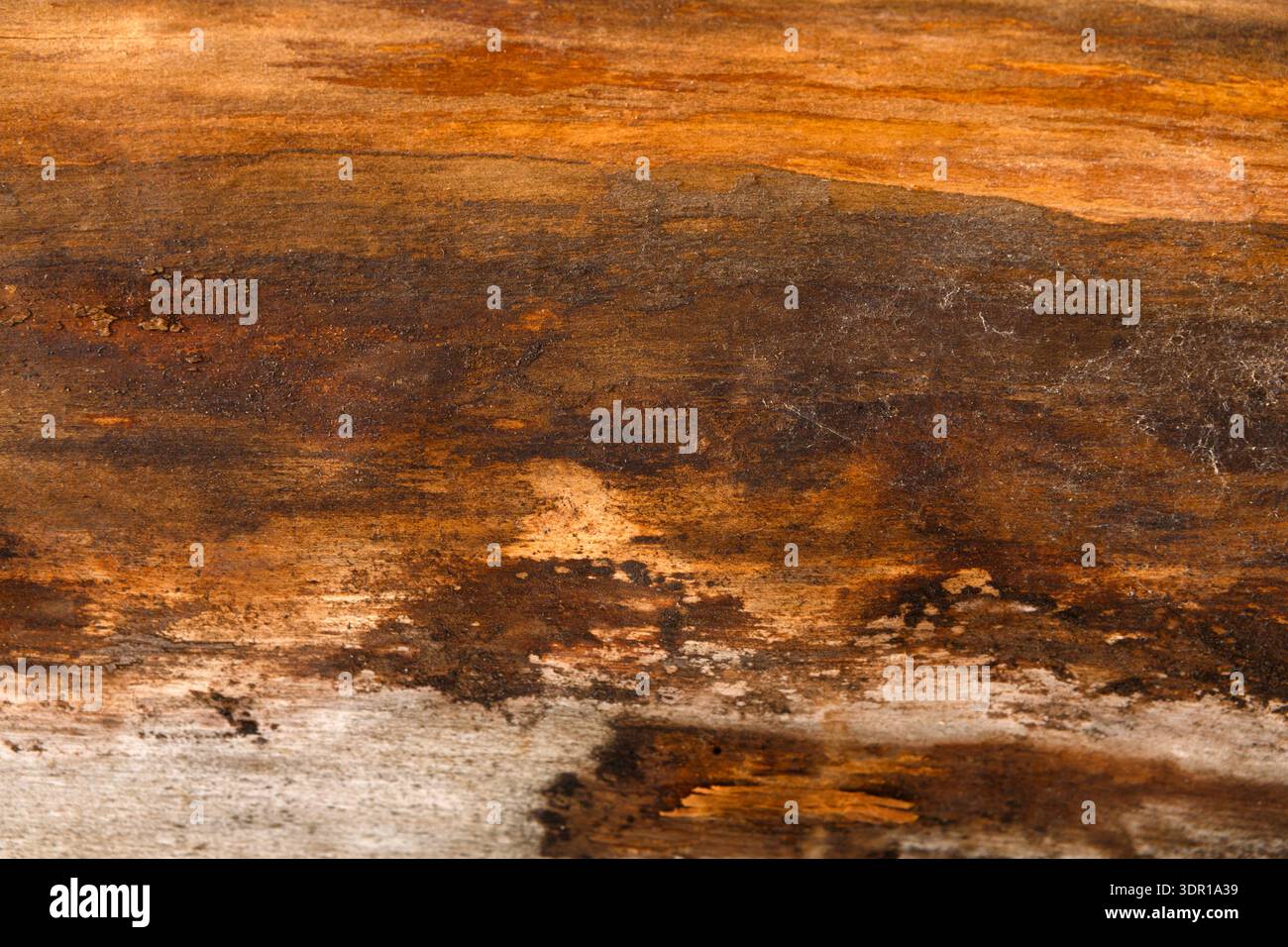 Holzstamm mit natürlichen Mustern und Texturen im Fokus auf neutralem Hintergrund Stockfoto
