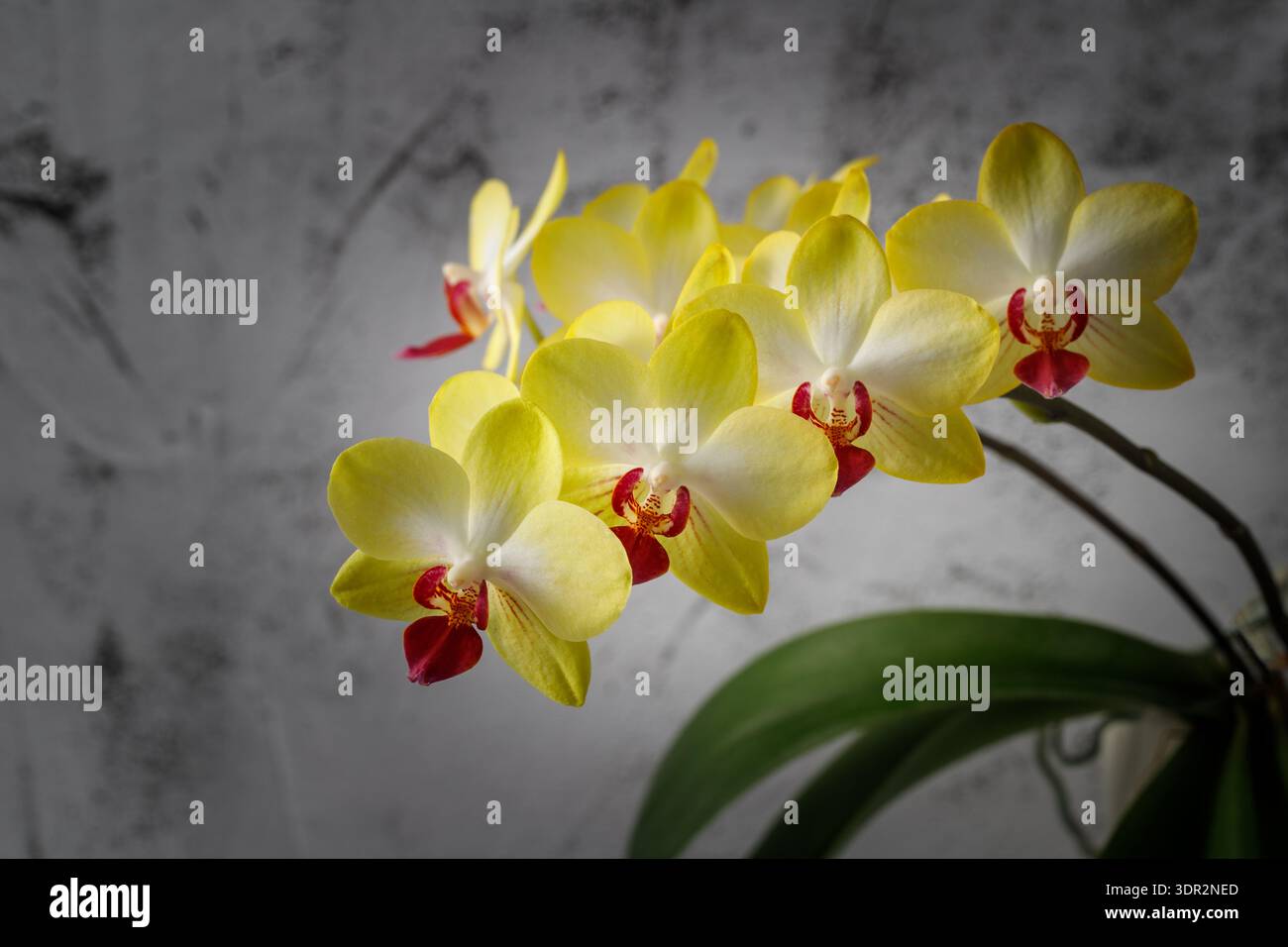 Exquisite weiße gelb blühende Orchideenblume der Gattung phalaenopsis auf Steinhintergrund. Home Interior Blumen Stockfoto
