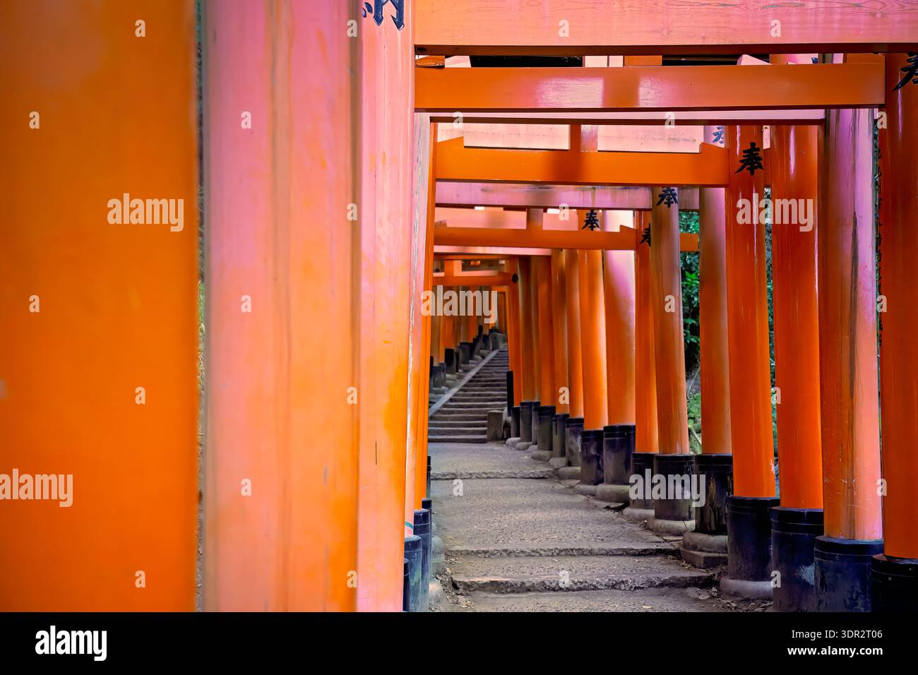 Tunnel mit rotem Torii-Tor am Fushimi Inari-Schrein, Kyoto Japan Stockfoto