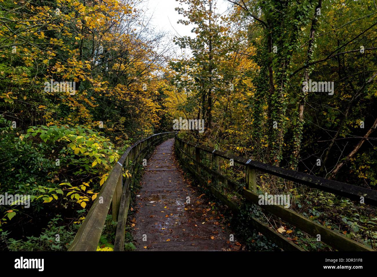 Der Holzfußgängerweg führt durch einen üppigen Wald mit leuchtend gelben Blättern und mit Efeu bedeckten Bäumen Stockfoto