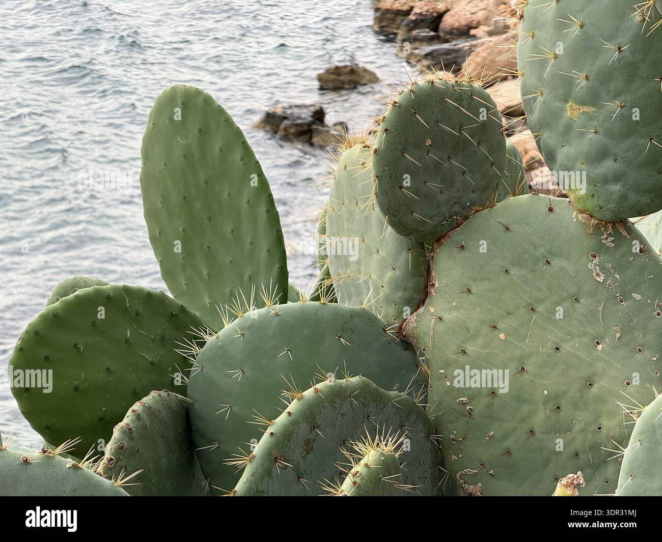 Kaktuspflanzen in natürlicher Küstenlage mit Meerblick, ideal für Naturlandschaften. Mobiles Foto Stockfoto