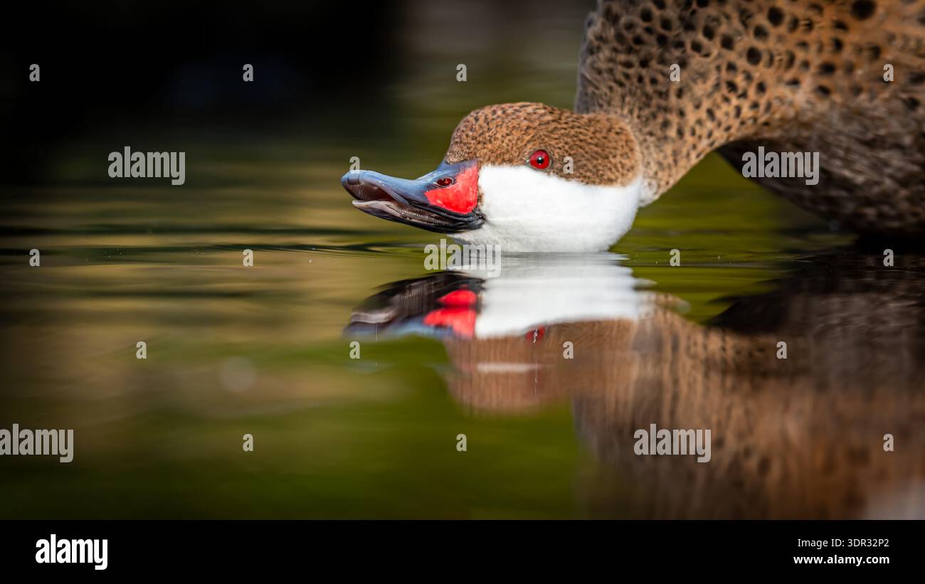 Ein Bahama pintail scheint seinen Kopf im Wasser zu ruhen, mit seinem Schnabel nach oben. Es erzeugt eine schöne Reflexion. Stockfoto