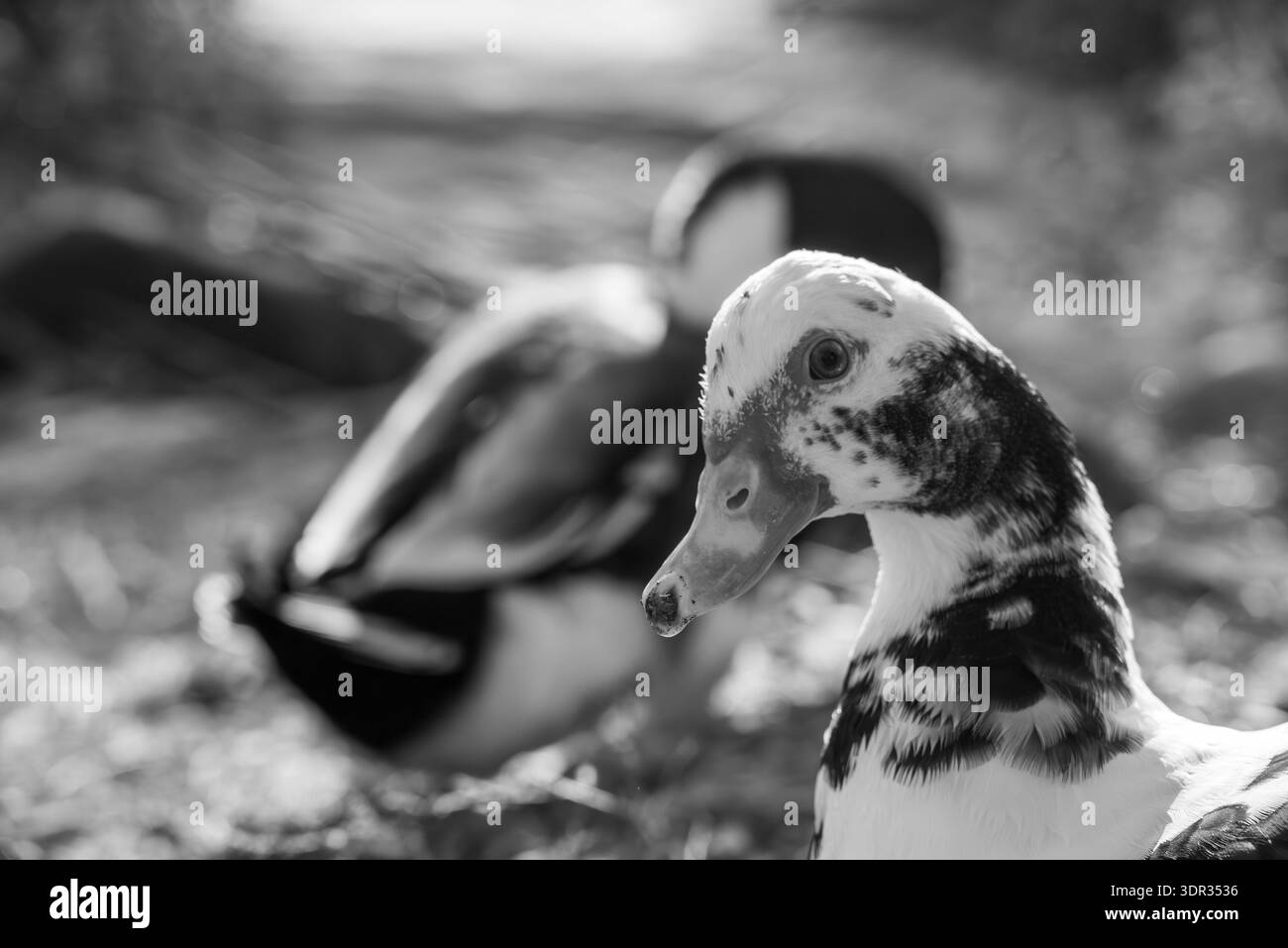 Schwarz-weiße Nahaufnahme einer gesprenkelten Hausente mit einer anderen Ente, die im Hintergrund verschwommen ist, draußen auf dem Boden, geringe Schärfentiefe. Stockfoto
