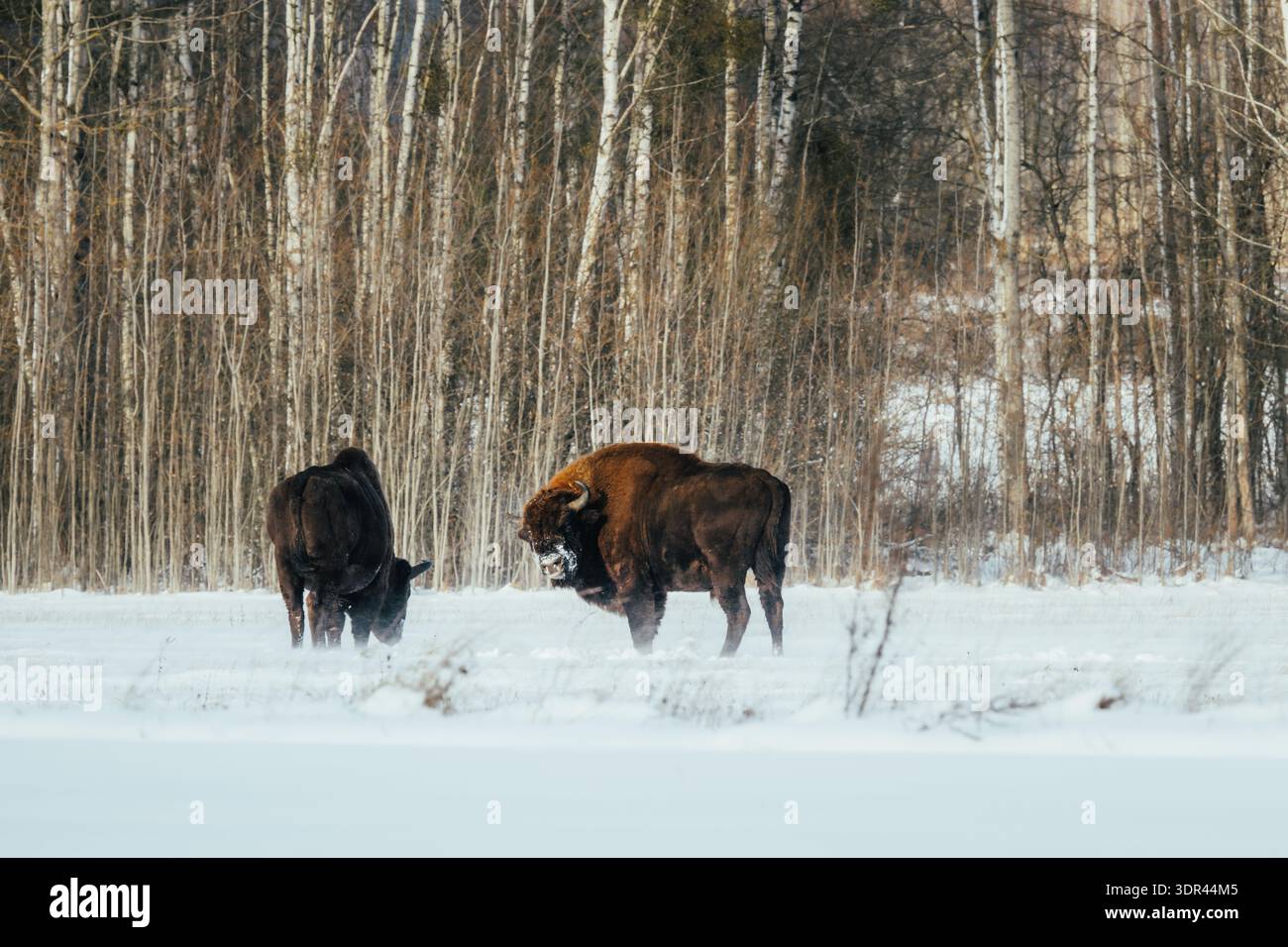 Der Blick auf zwei europäische Bisons weidet in der klaren, verschneiten Landschaft vor dem Hintergrund schlanker Birken, deren dunkle Mäntel sich vom weiß abheben Stockfoto