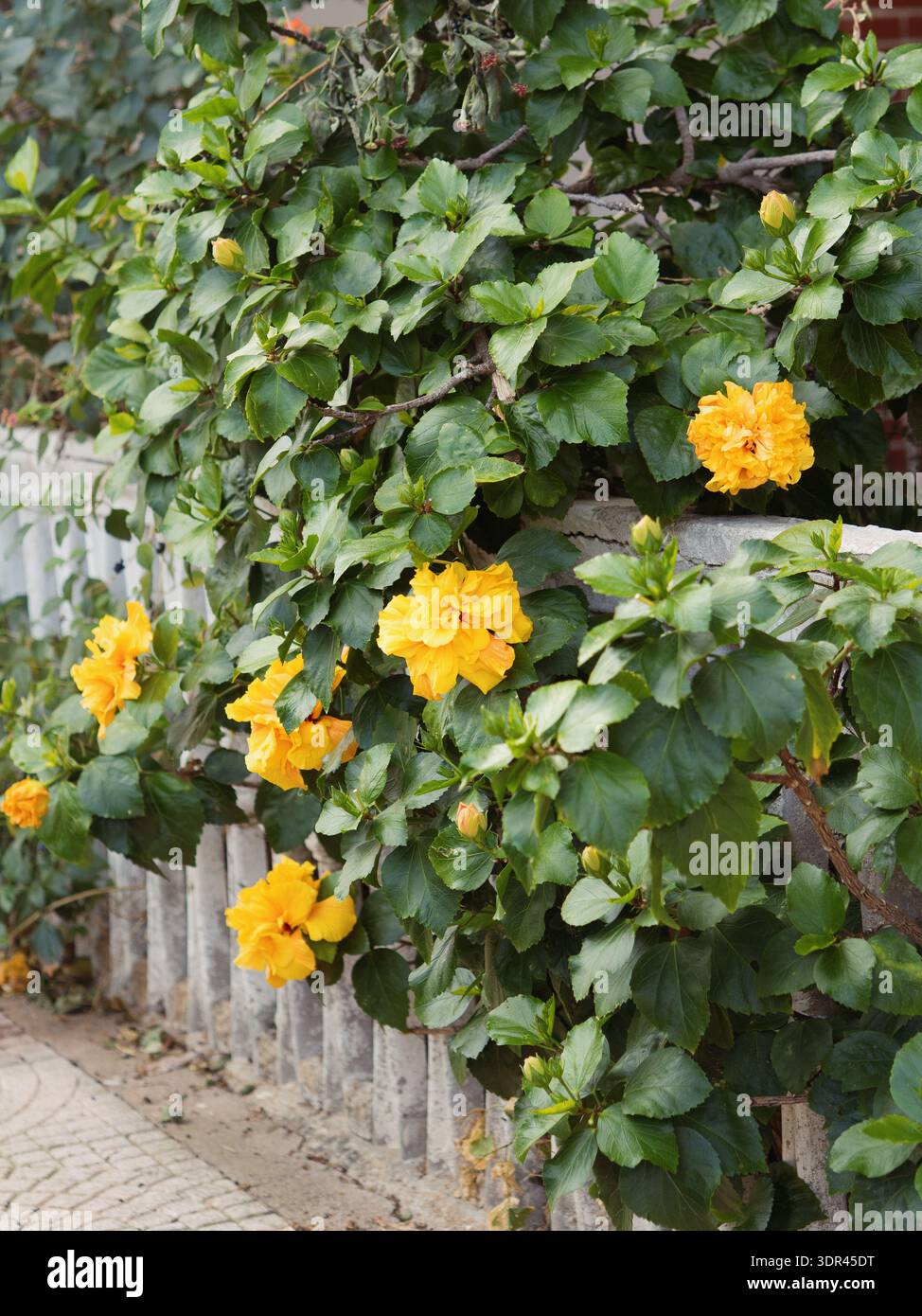 Blühende gelbe Hibiskusblüten auf üppigem grünem Busch von Stone Fence in Porto San Paolo, Sardinien, vertikales Foto Stockfoto