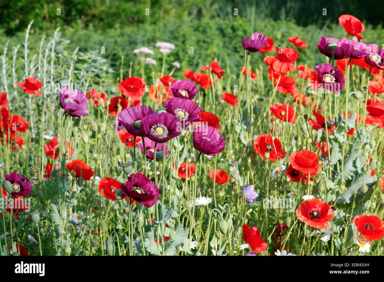 Mohn, Klatschmohn, Klatsch-Mohn, Schlafmohn, Schlaf-Mohn, unser Naturgarten in Hammer, Mitte Juni, Garten, Beete, Rüben, insektenfreundlicher Garten, V Stockfoto