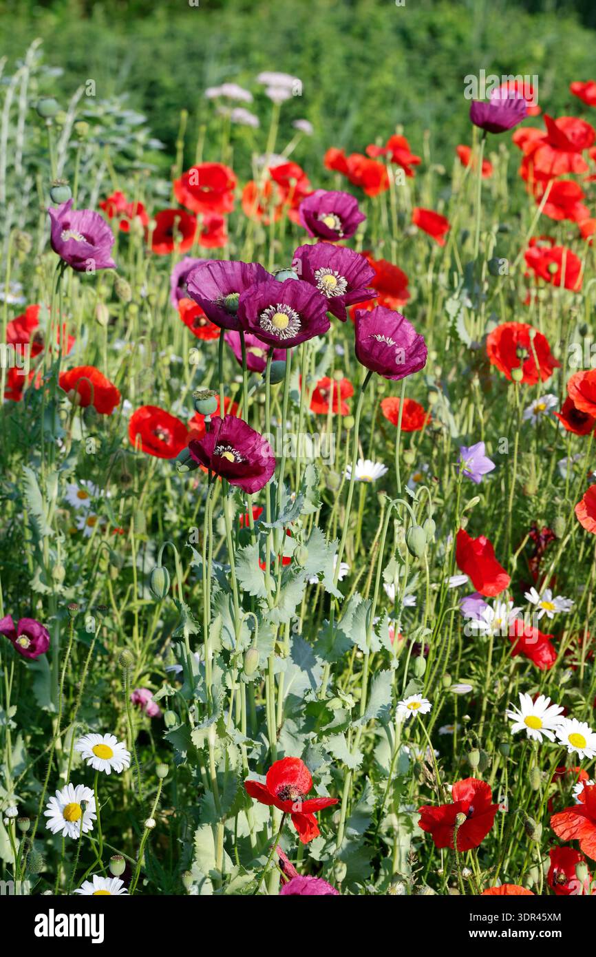 Mohn, Klatschmohn, Klatsch-Mohn, Schlafmohn, Schlaf-Mohn, unser Naturgarten in Hammer, Mitte Juni, Garten, Beete, Rüben, insektenfreundlicher Garten, V Stockfoto
