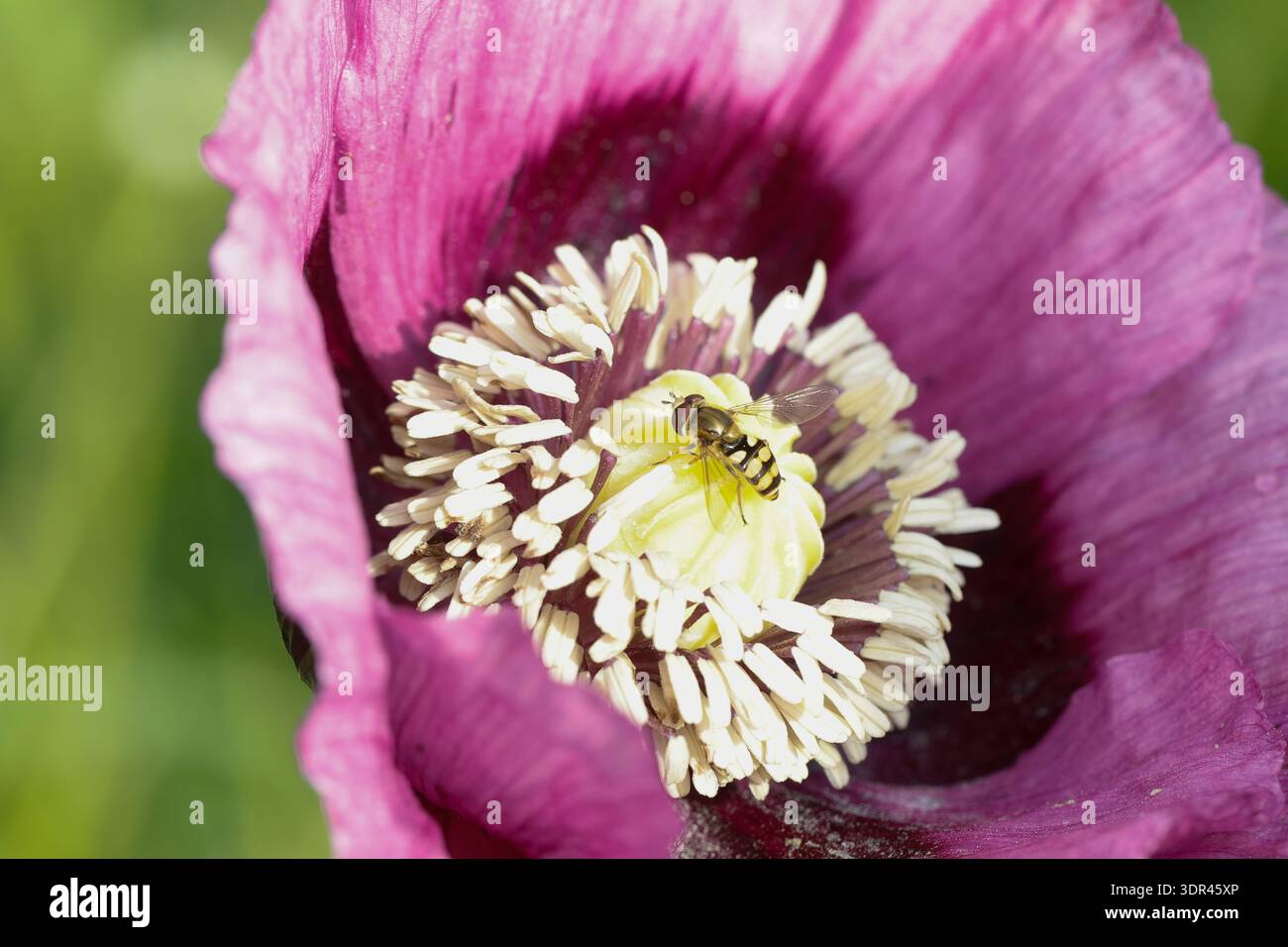 Gemeine Feldschwebfliege, Feldschwebfliege, Gemeine Feld-Schwebfliege, Männchen, Blütenbesuch, Bestäubung an Schlafmohn, Eupeodes corollae, Metasyrphu Stockfoto