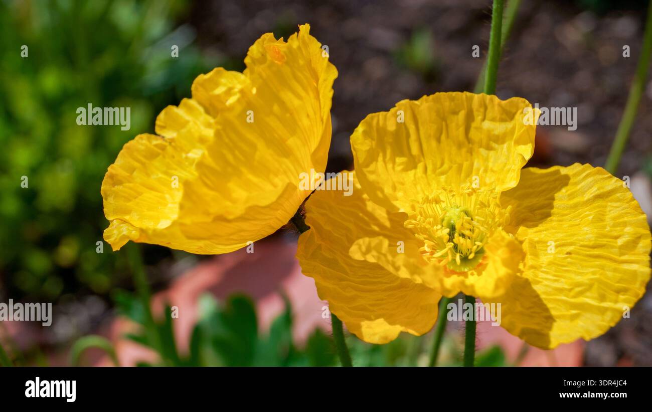 Der gelbe Bergmohn (Papaver alpinum) ist eine mehrjährige krautige Pflanze, die zur Gattung Papaver der Familie der Papaveraceae gehört. Stockfoto
