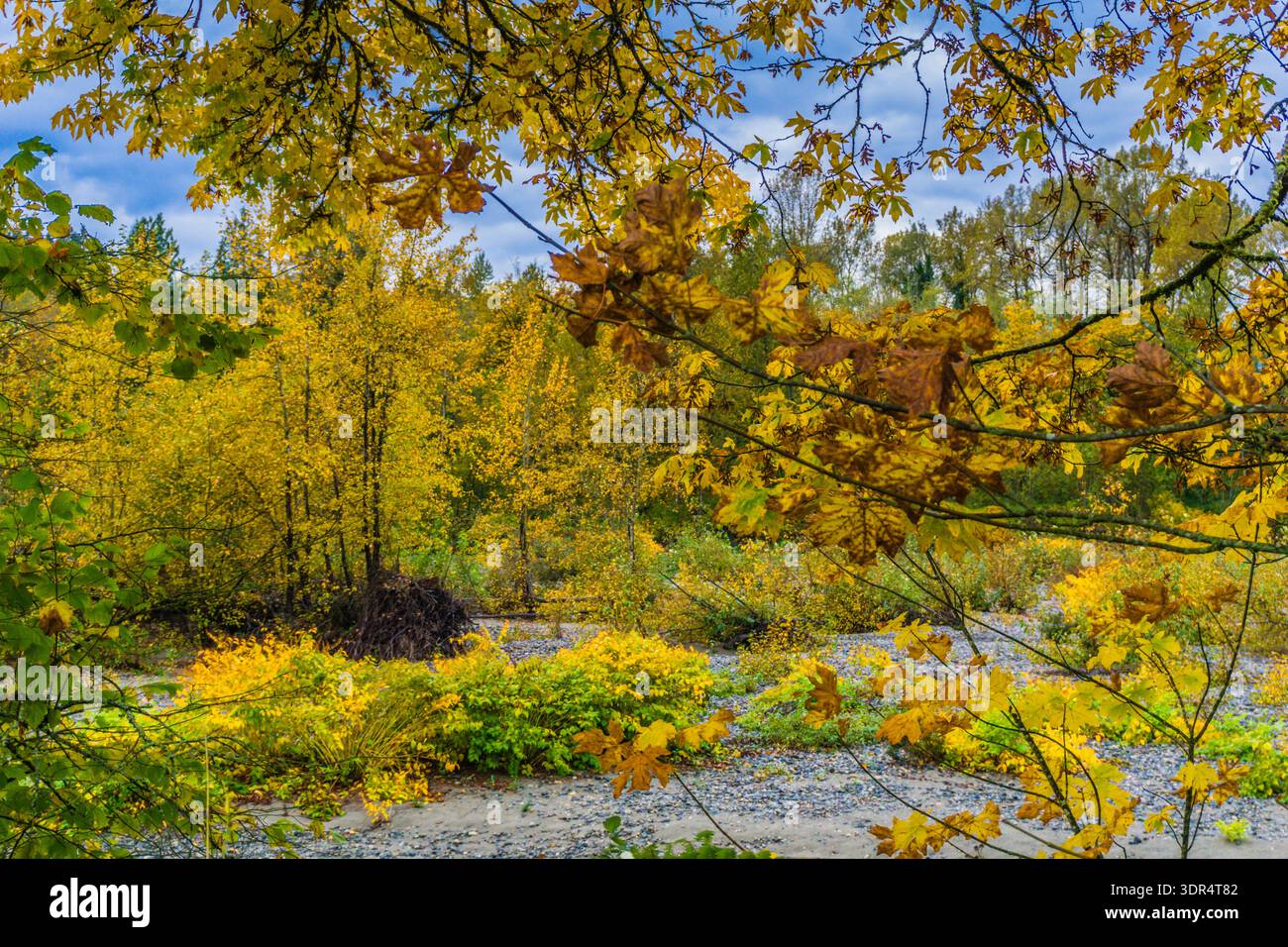 Das Bild fängt eine ruhige und friedliche Herbstszene mit Bäumen und Blättern ein. Die Blätter fallen von den Bäumen, was eine schöne und farbenfrohe Stockfoto