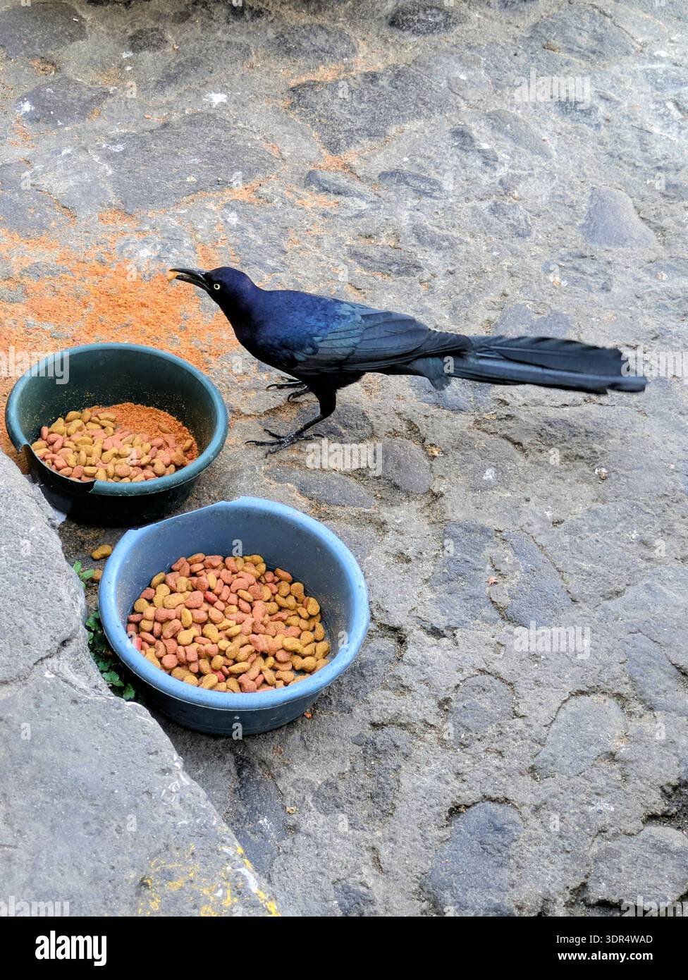 Riesenschwanzgrackle in Antigua, der Hundefutter isst Stockfoto