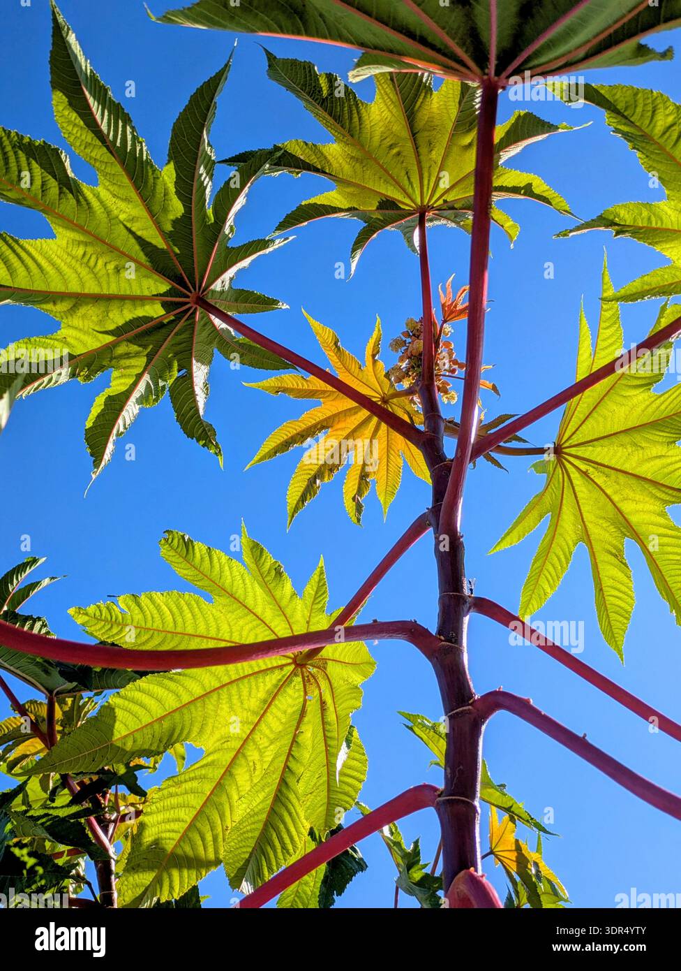 Leuchtend grüne, sternförmige Rizinusölblätter vor blauem Himmel Stockfoto