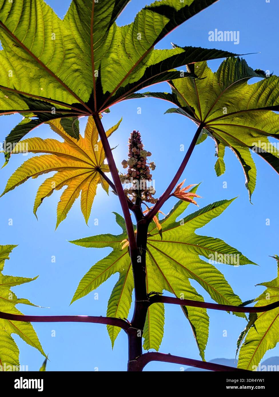 Leuchtend grüne, sternförmige Rizinusölblätter vor blauem Himmel Stockfoto