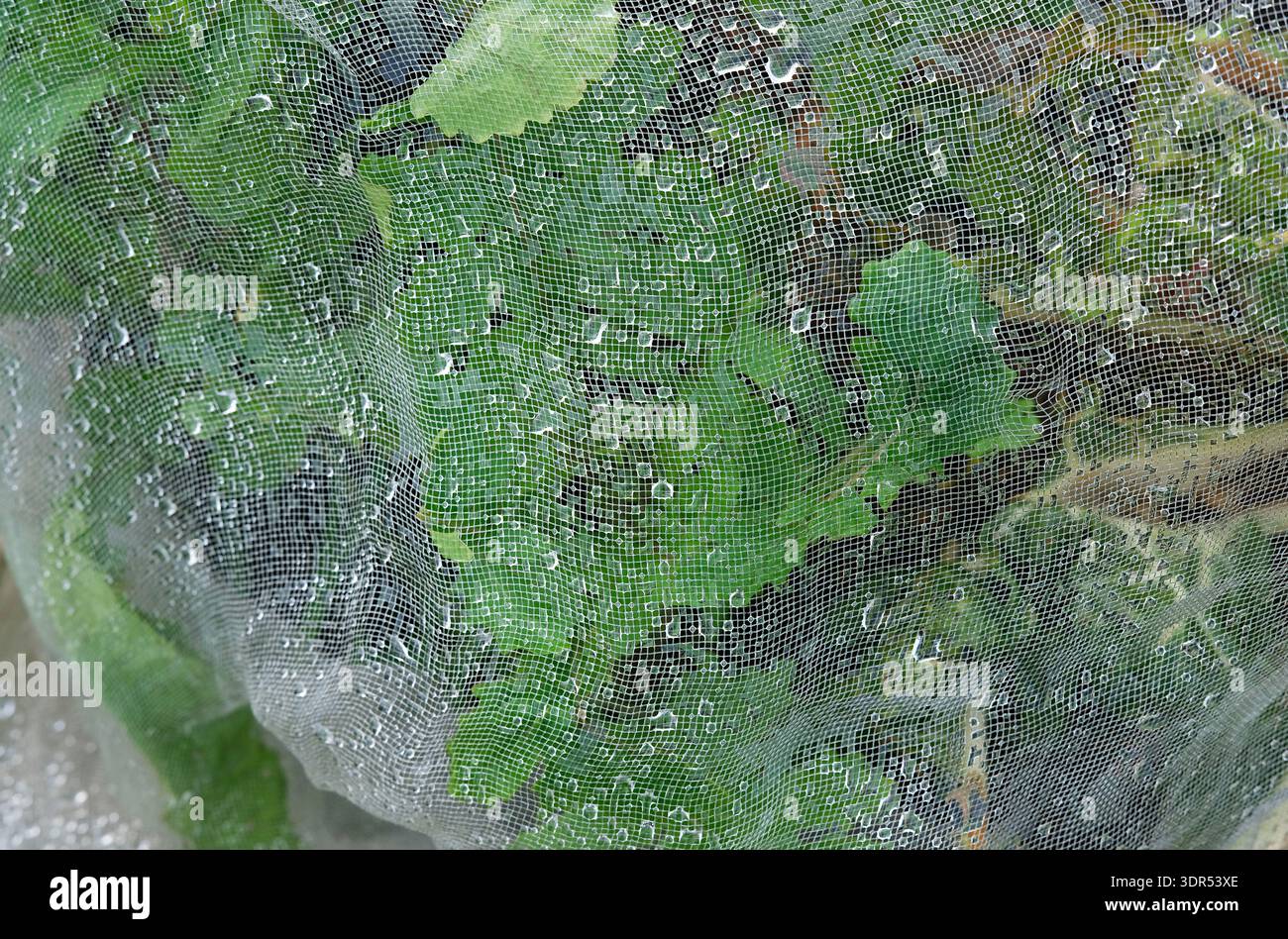 Regentropfen auf Kunststoff-Pflanzenschutznetz im Garten, norfolk, england Stockfoto