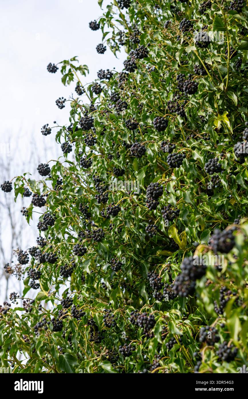 Schwarze efeu beeren -Fotos und -Bildmaterial in hoher Auflsung  Alamy