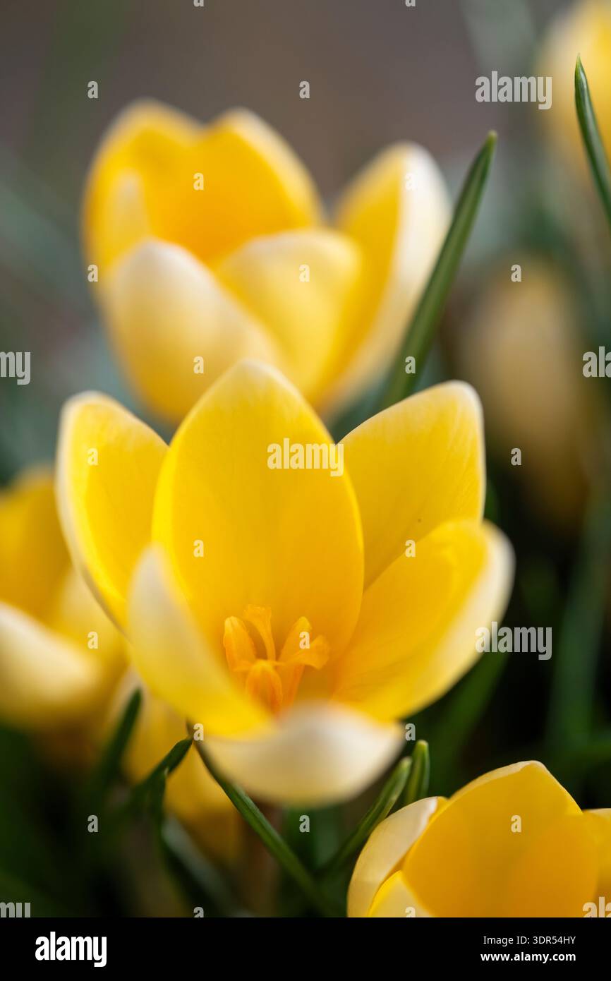 Crocus Chrysanthus „Cream Beauty“ eine blühende Knolle im späten Winter mit nach oben zeigenden gelben Blüten. Stockfoto