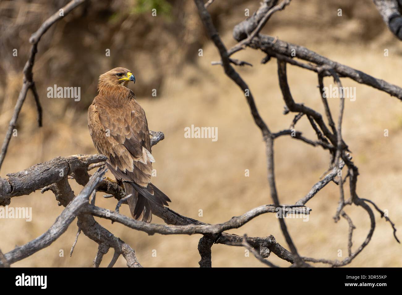 Tawny Adler (Aquila rapax), der auf einem knorrigen toten Zweig thront und die Umgebung mit einem scharfen Blick vor einem weichen, verschwommenen Hintergrund aus trockenem Ohr beobachtet Stockfoto