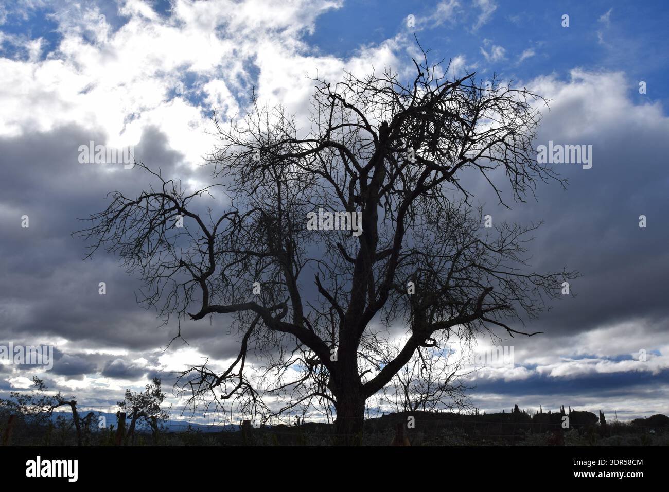 Skelettbaum in Florenz Italien Scandicci Stockfoto