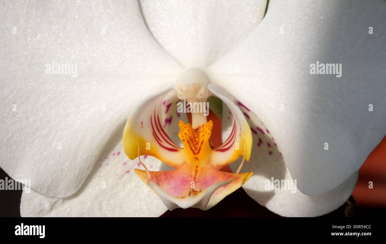 Die zarte weiße Orchidee zeigt lebendige Farben und feine Details, wenn das Licht durchleuchtet. Stockfoto