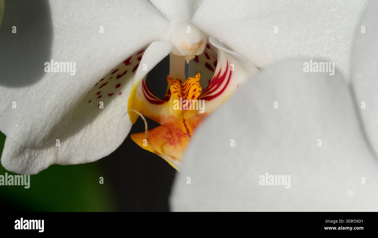 Eine atemberaubende weiße Orchidee offenbart ihr leuchtendes gelbes Herz, das im Sonnenlicht leuchtet. Stockfoto