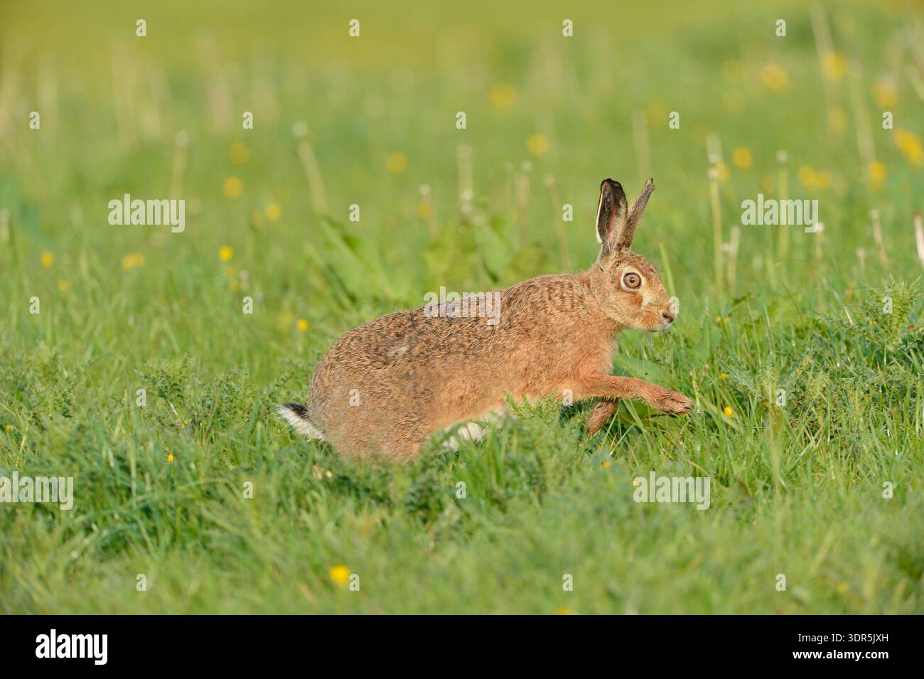 Brauner Hase (Lepus europaeus), der im frühen Morgenlicht auf dem Grasfeld läuft, Dumfries & Galloway, Schottland, Mai Stockfoto