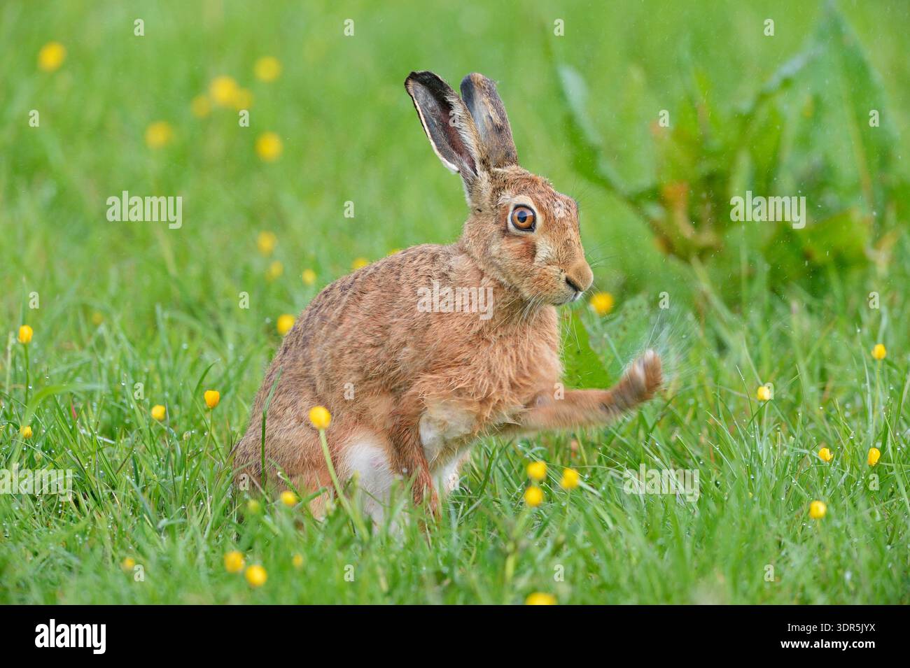 Braunhase (Lepus europaeus), Erwachsener auf Grasfeld mit frühmorgendlichem Tau, Dumfries & Galloway, Schottland, Mai Stockfoto