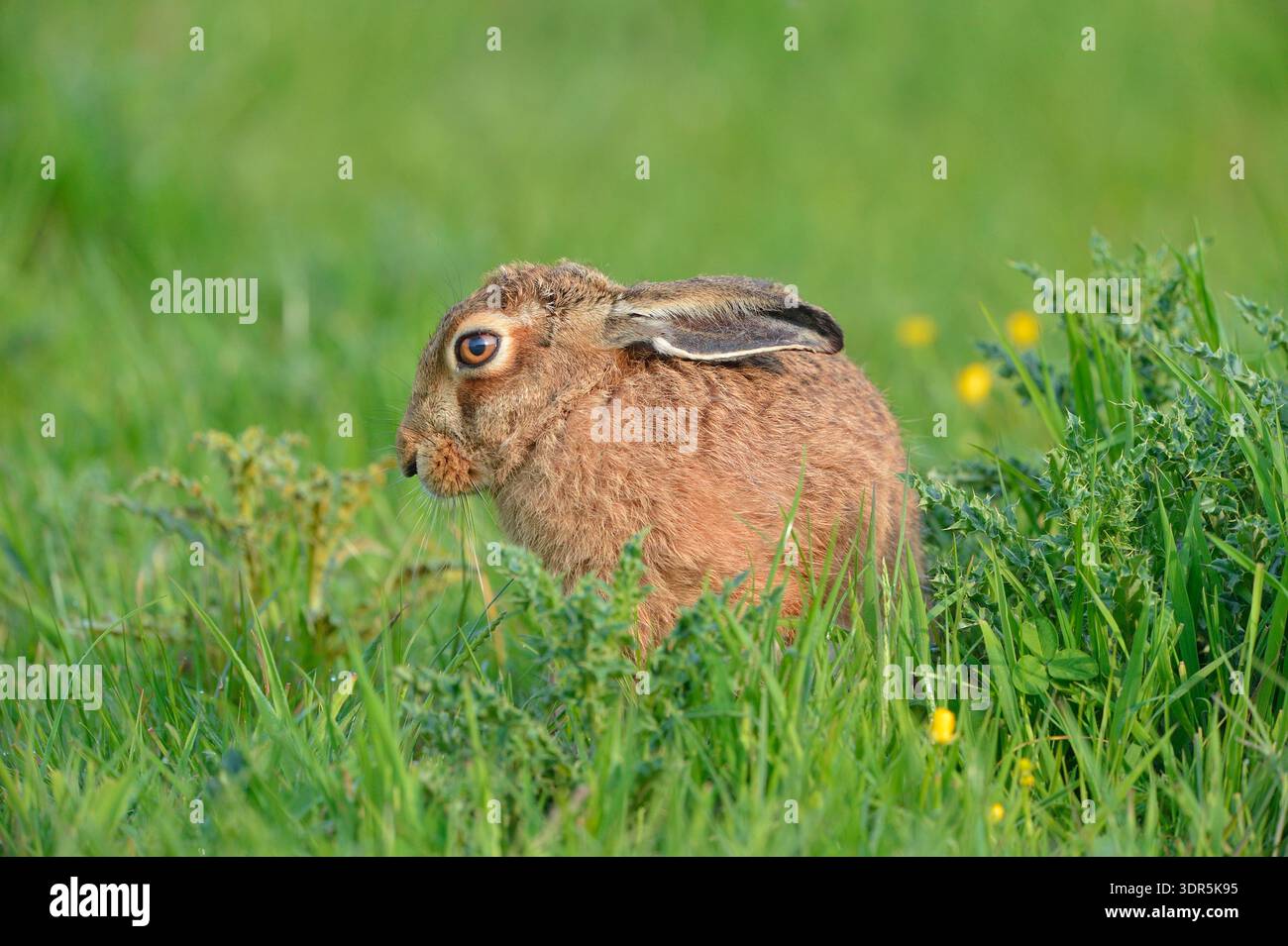 Braunhase (Lepus europaeus), Erwachsener auf dem Grasfeld am frühen Morgen, Dumfries & Galloway, Schottland, Mai Stockfoto