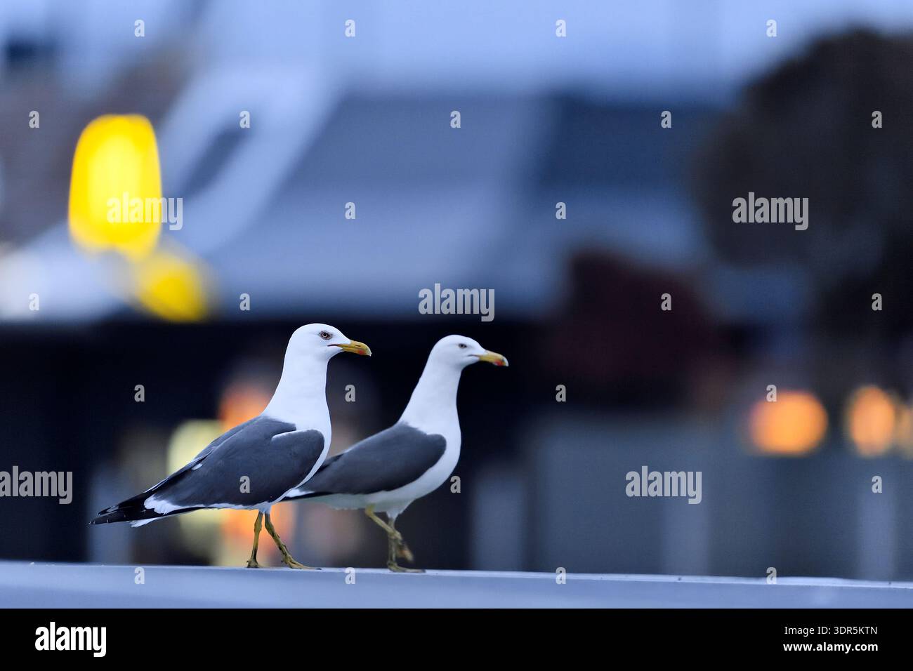 Kleine Schwarzmöbelvögel (Larus fuscus) im Einzelhandel in der Abenddämmerung, auf der Suche nach Abfallresten von Futtermüll, Edinburgh, Schottland, Mai Stockfoto