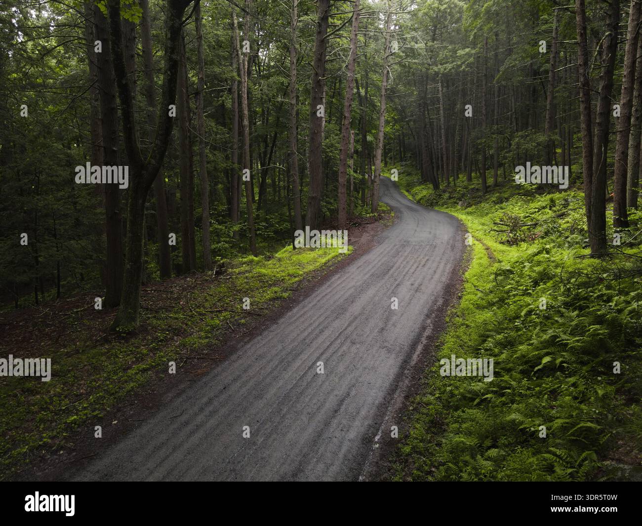 Blick auf eine abgelegene, unbefestigte Straße, die sich durch dichten Wald in den Catskill Mountains in New York schlängelt, während des üppig grünen Sommers. Stockfoto